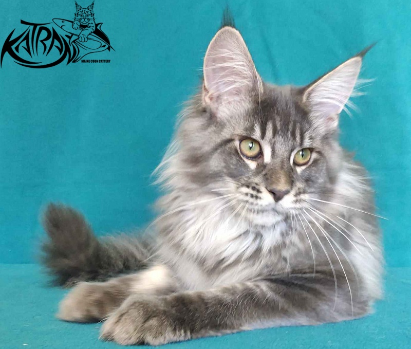 Katran Filipp - Kitten maine-coon 4 months