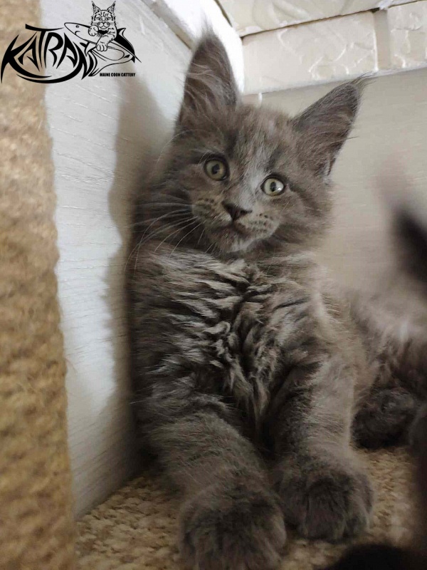 Katran Graf Grey - Kitten maine-coon 2 months