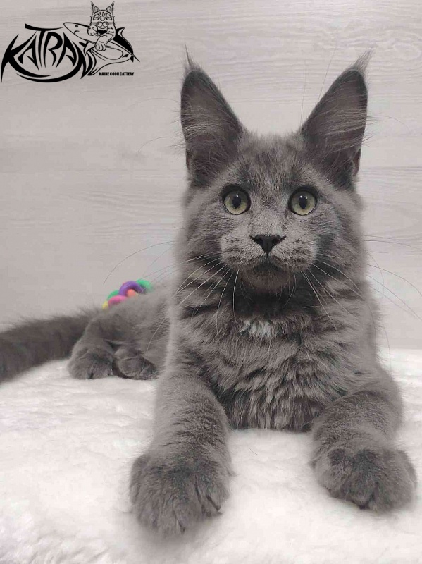 Katran Graf Grey - Kitten maine-coon 3 months