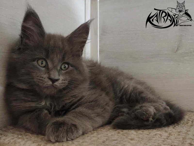 Katran Graf Grey - Kitten maine-coon 2 months