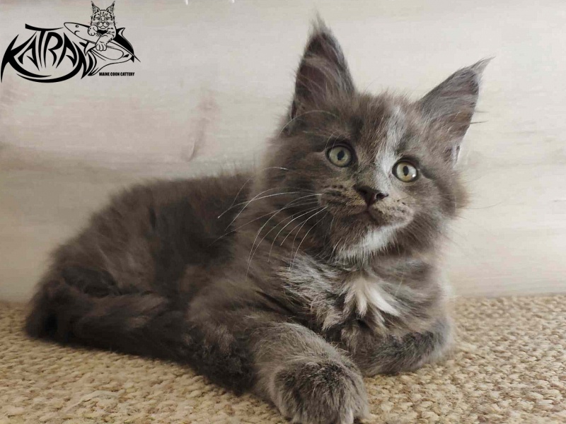 Katran Graf Grey - Kitten maine-coon 2 months