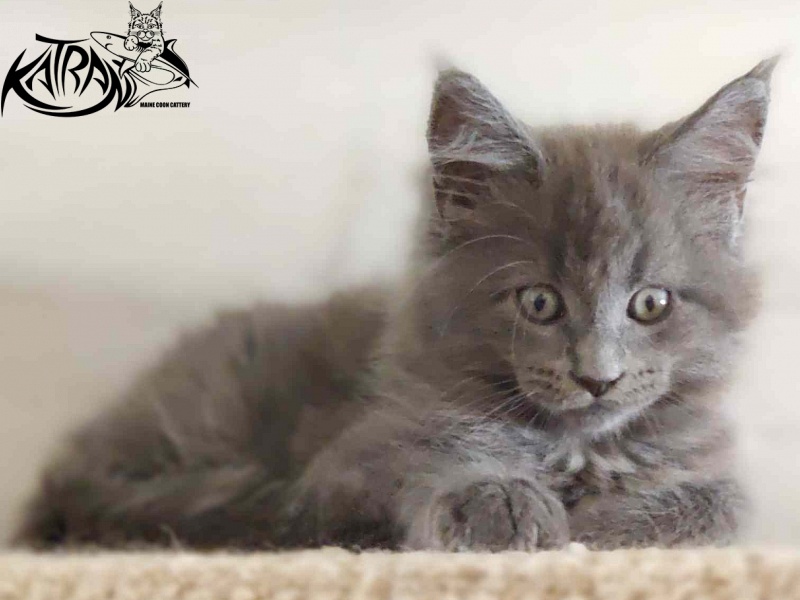 Katran Graf Grey - Kitten maine-coon 2 months