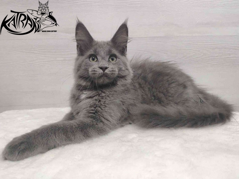 Katran Graf Grey - Kitten maine-coon 3 months
