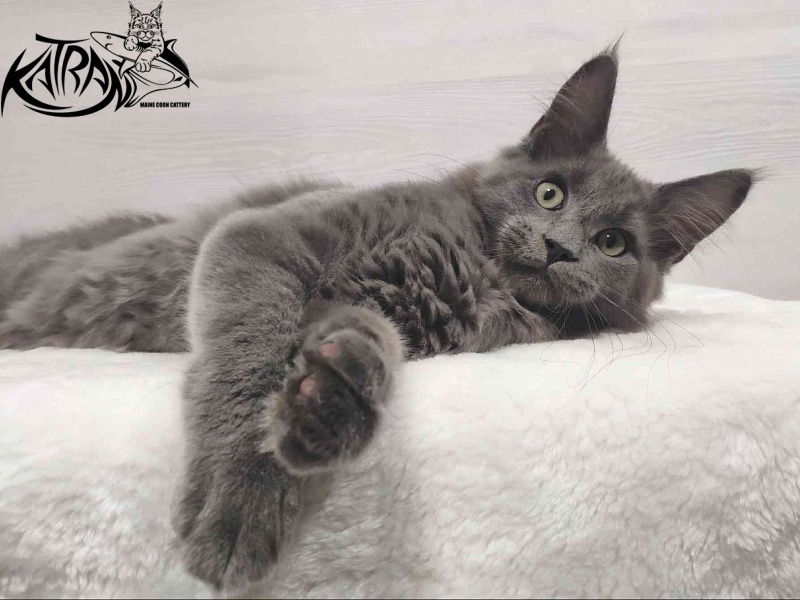 Katran Graf Grey - Kitten maine-coon 3 months