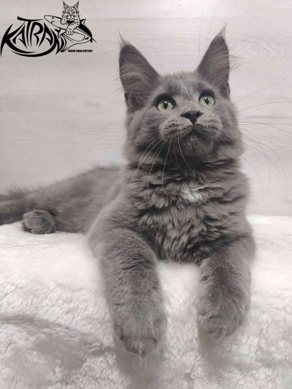 Katran Graf Grey - Kitten maine-coon 3 months