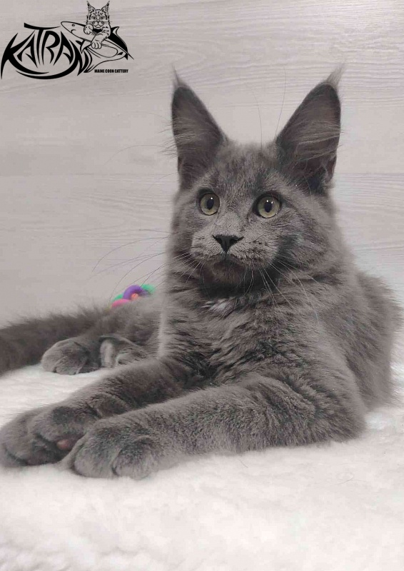 Katran Graf Grey - Kitten maine-coon 3 months