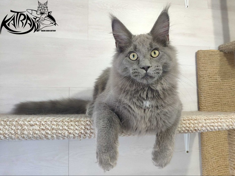 Katran Graf Grey - Kitten maine-coon 5 months