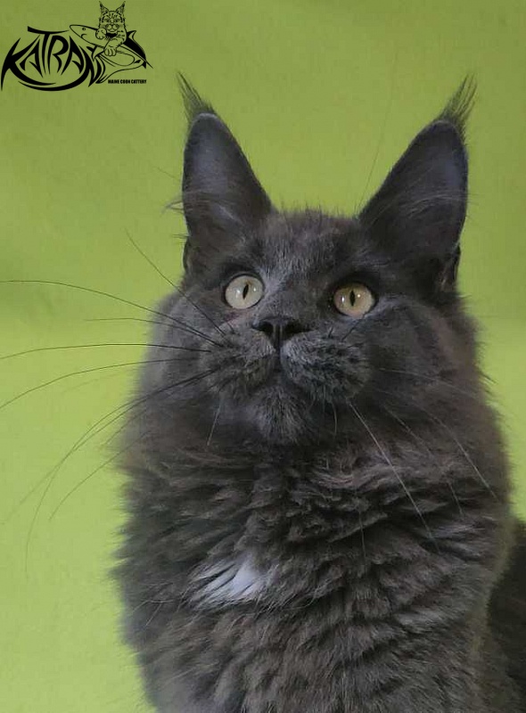 Katran Graf Grey - Kitten maine-coon 6 months