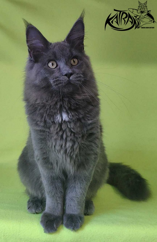 Katran Graf Grey - Kitten maine-coon 6 months