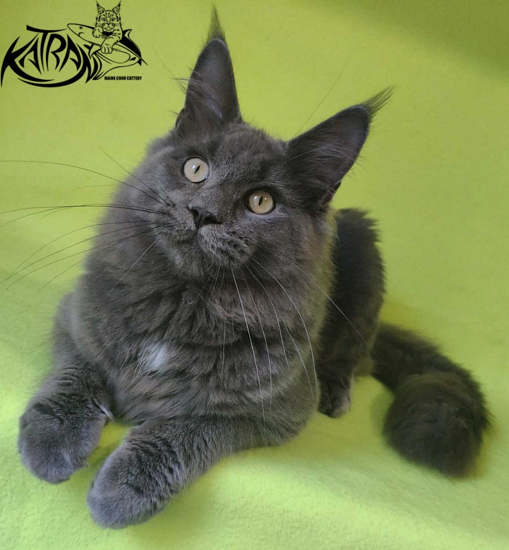 Katran Graf Grey - Kitten maine-coon 6 months