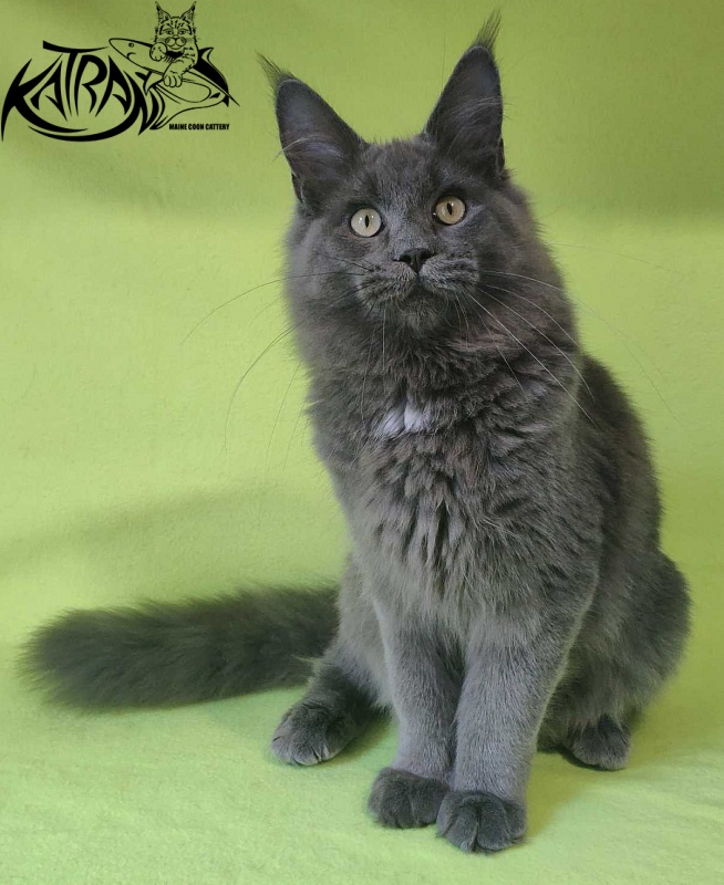 Katran Graf Grey - Kitten maine-coon 6 months