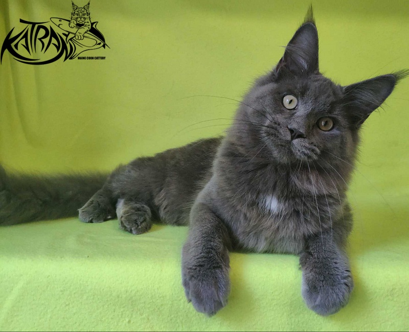 Katran Graf Grey - Kitten maine-coon 6 months
