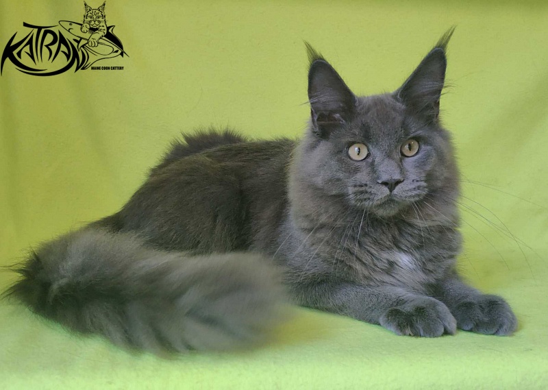 Katran Graf Grey - Kitten maine-coon 6 months