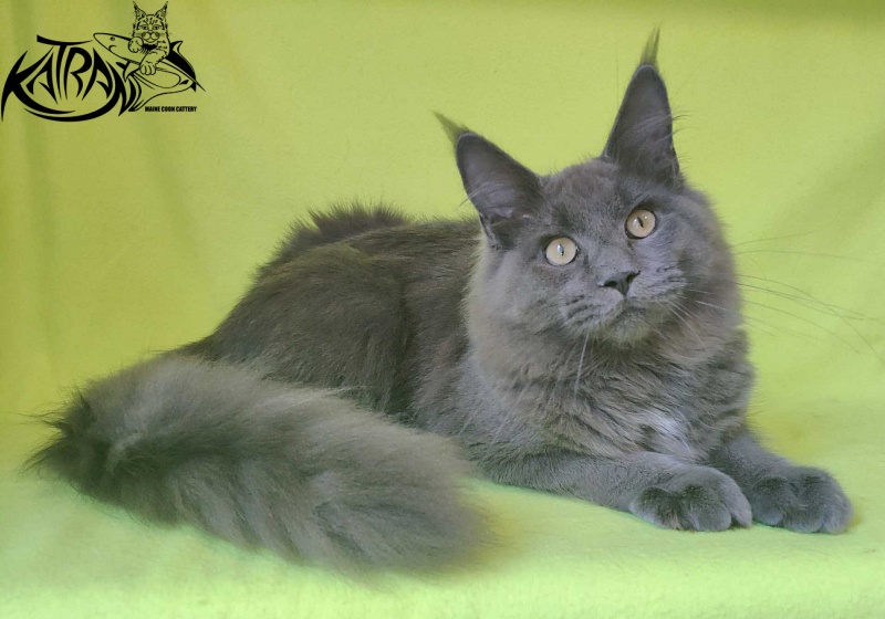 Katran Graf Grey - Kitten maine-coon 6 months