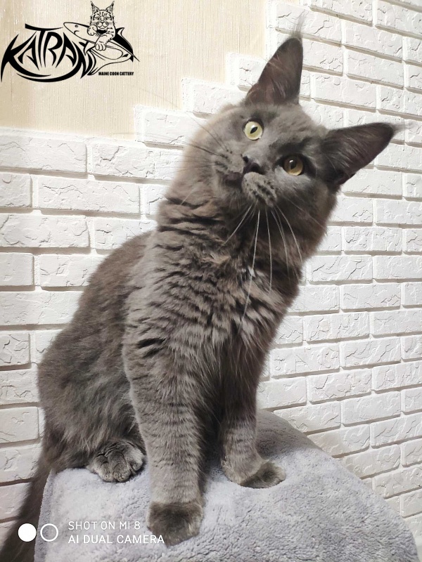 Katran Graf Grey - Junior maine-coon 7 months