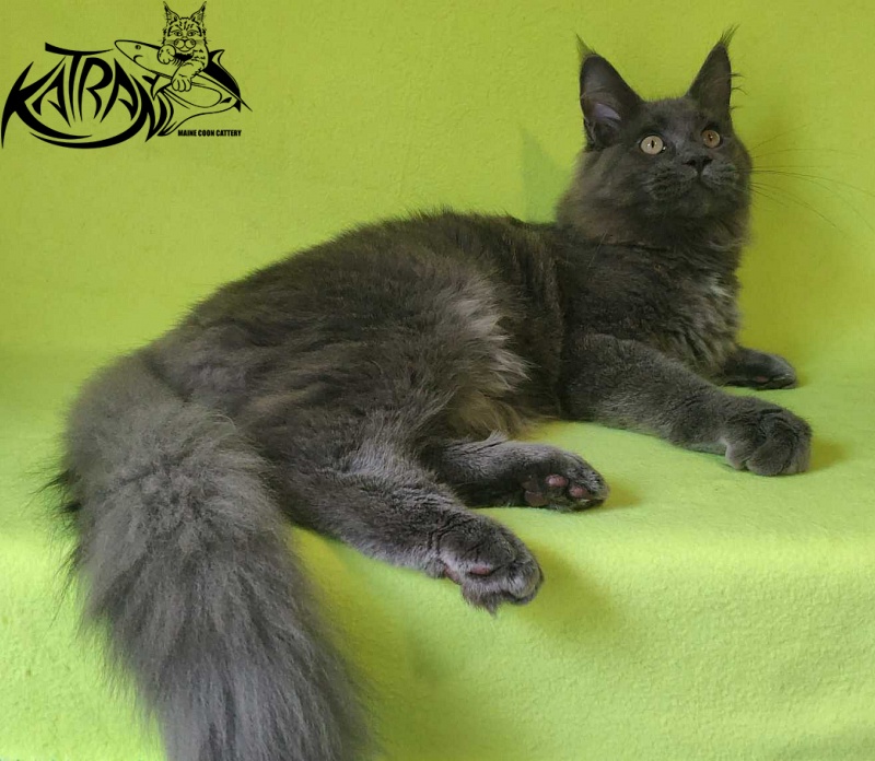 Katran Graf Grey - Kitten maine-coon 6 months