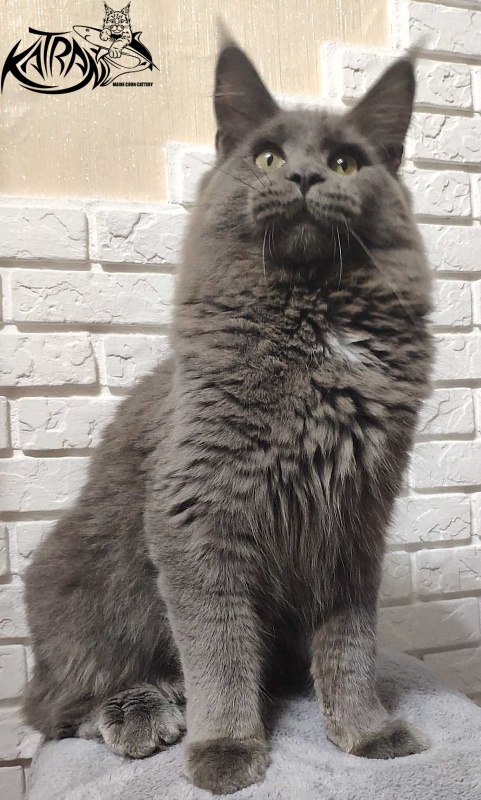 Katran Graf Grey - Junior maine-coon 7 months