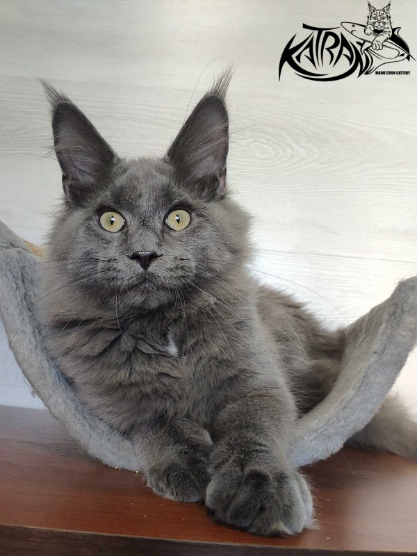 Katran Graf Grey - Kitten maine-coon 5 months