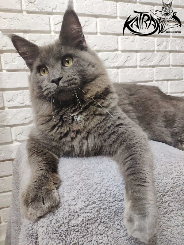 Katran Graf Grey - Junior maine-coon 7 months