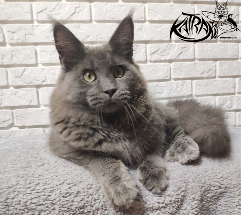 Katran Graf Grey - Junior maine-coon 7 months