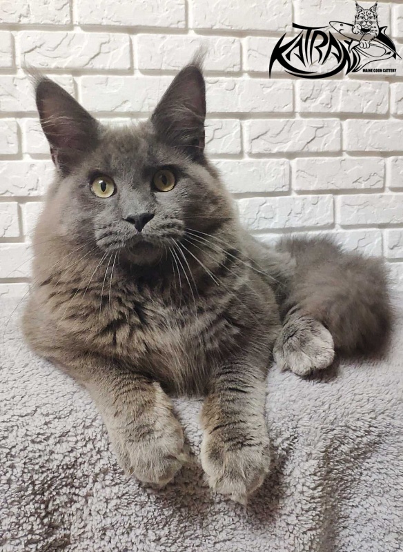 Katran Graf Grey - Junior maine-coon 7 months