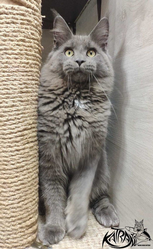 Katran Graf Grey - Junior maine-coon 7 months