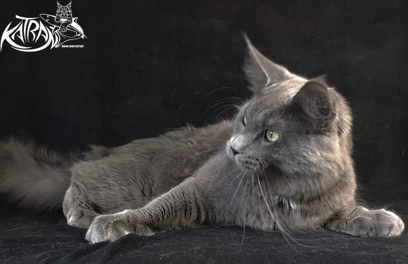 Katran Graf Grey - Junior maine-coon 8 months