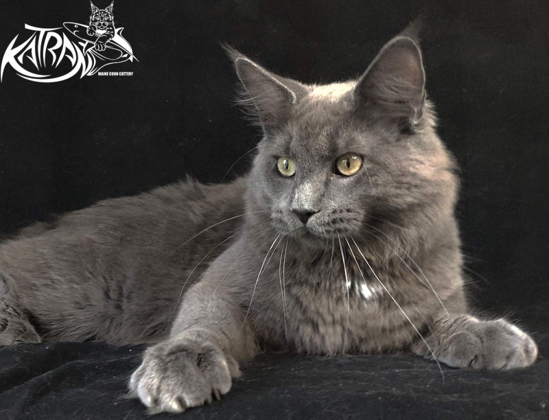 Katran Graf Grey - Junior maine-coon 8 months