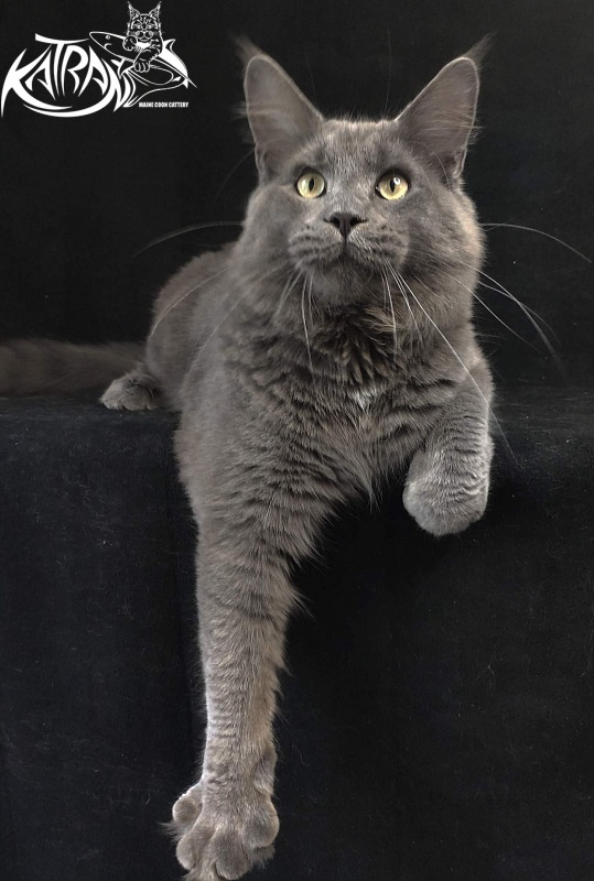 Katran Graf Grey - Junior maine-coon 8 months