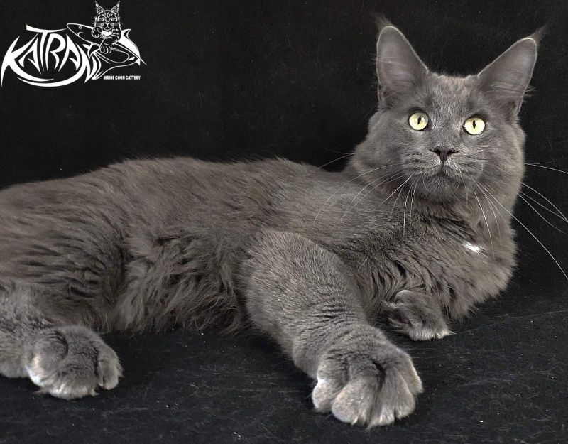 Katran Graf Grey - Junior maine-coon 8 months