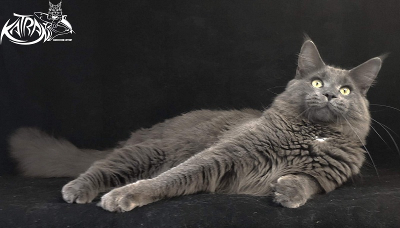 Katran Graf Grey - Junior maine-coon 8 months
