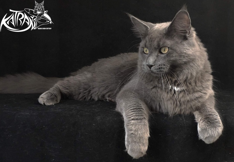 Katran Graf Grey - Junior maine-coon 8 months