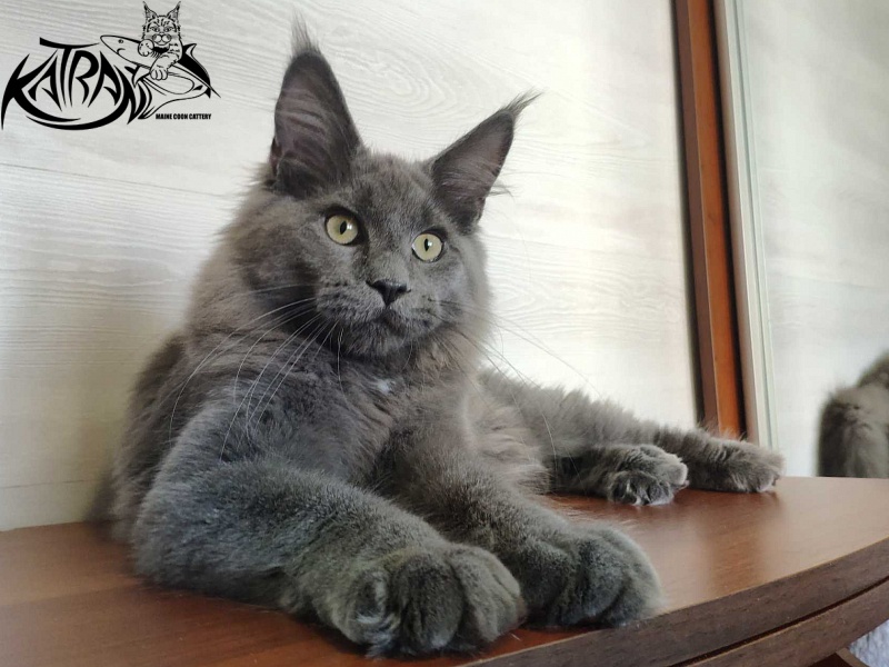Katran Graf Grey - Kitten maine-coon 5 months