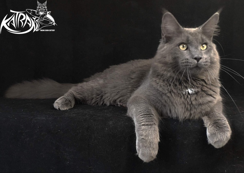 Katran Graf Grey - Junior maine-coon 8 months