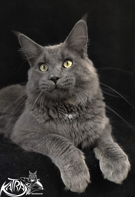 Katran Graf Grey - Junior maine-coon 8 months