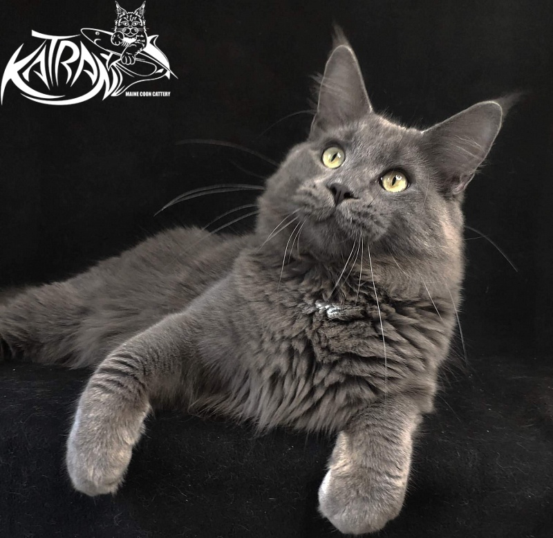 Katran Graf Grey - Junior maine-coon 8 months