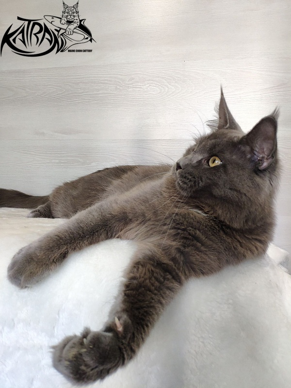 Katran Graf Grey - Junior maine-coon 9 months