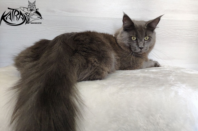 Katran Graf Grey - Junior maine-coon 9 months