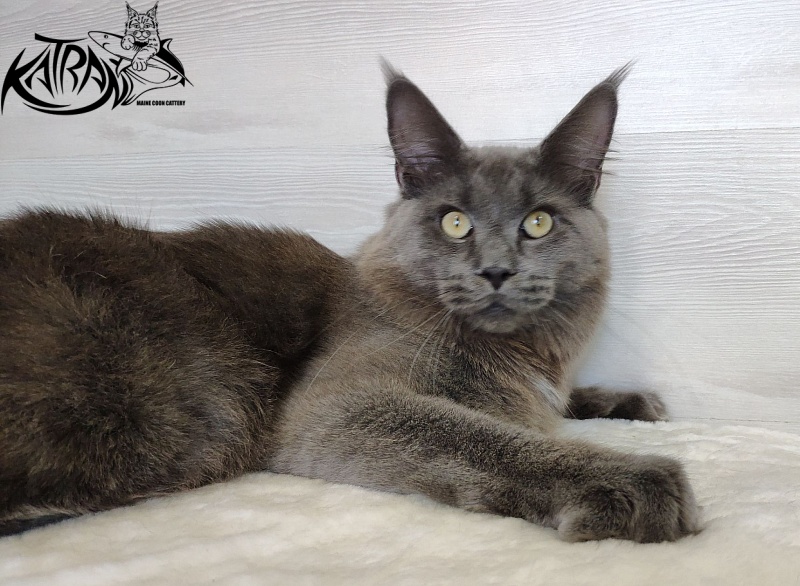 Katran Graf Grey - Junior maine-coon 9 months