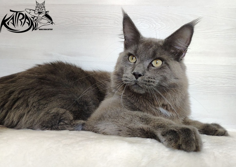 Katran Graf Grey - Junior maine-coon 9 months