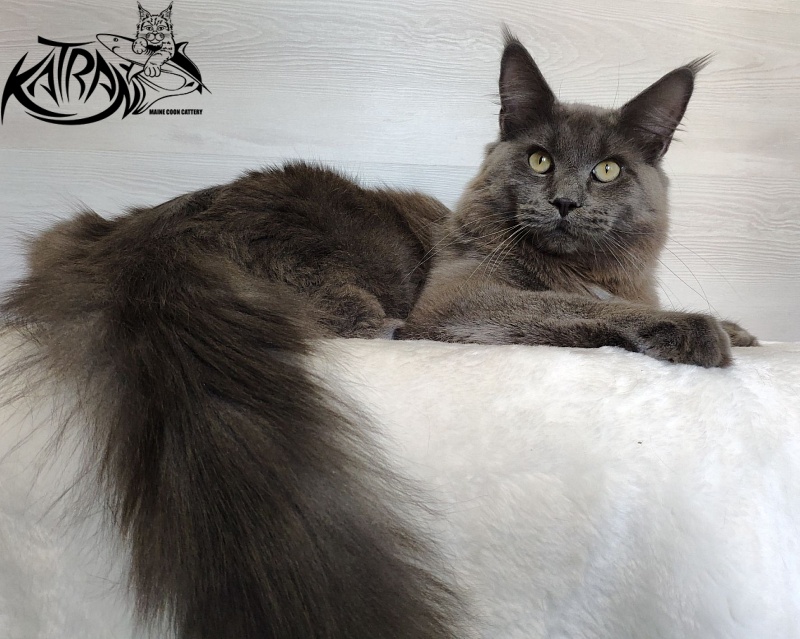 Katran Graf Grey - Junior maine-coon 9 months