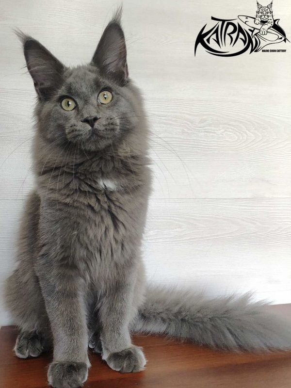 Katran Graf Grey - Kitten maine-coon 5 months