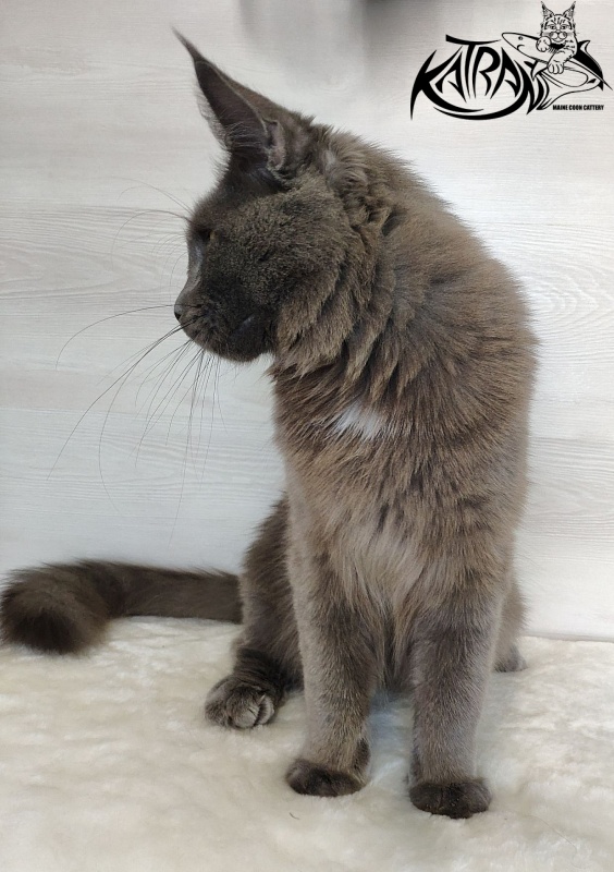 Katran Graf Grey - Junior maine-coon 9 months