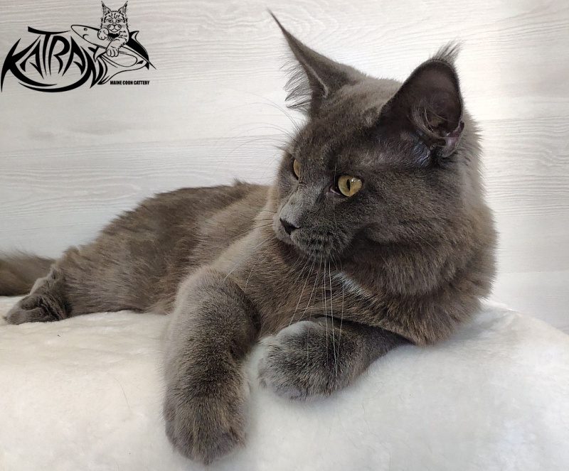 Katran Graf Grey - Junior maine-coon 9 months