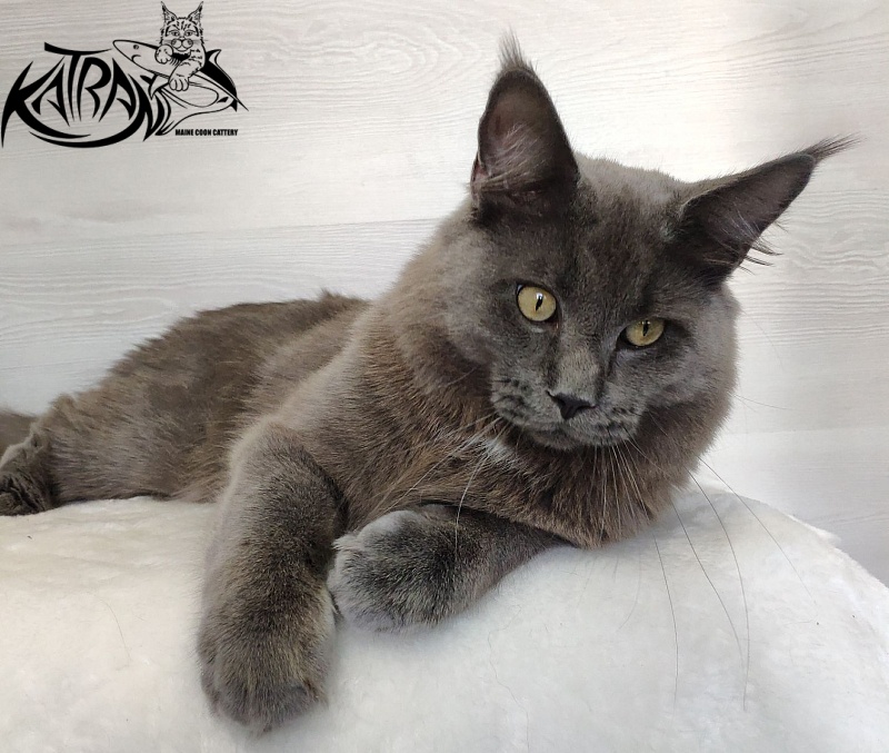 Katran Graf Grey - Junior maine-coon 9 months