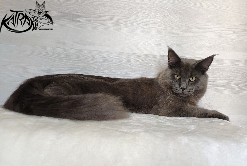 Katran Graf Grey - Junior maine-coon 9 months