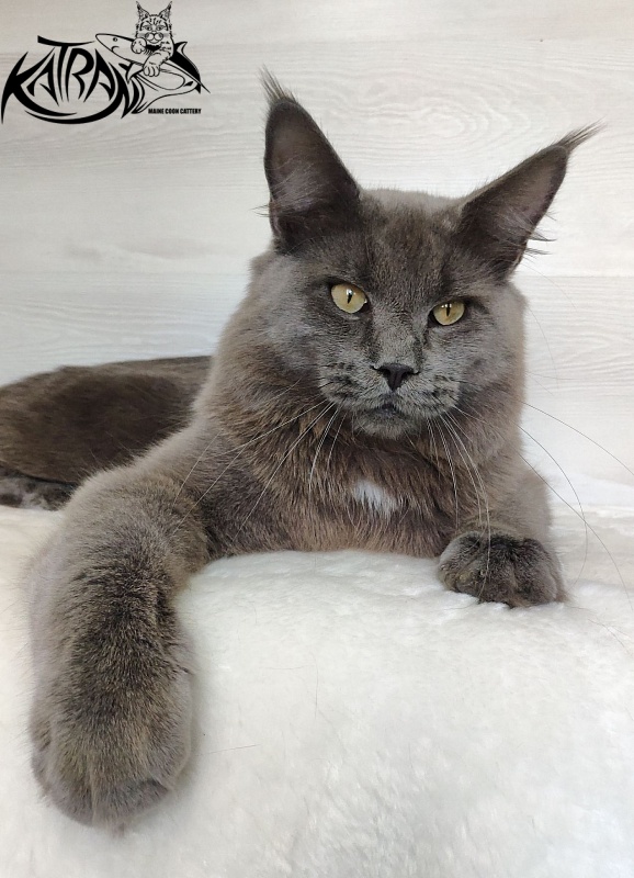 Katran Graf Grey - Junior maine-coon 9 months