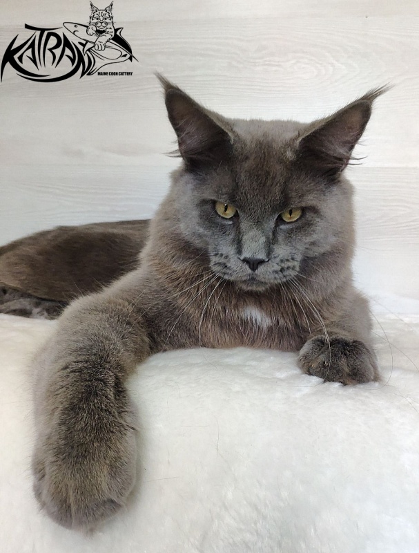 Katran Graf Grey - Junior maine-coon 9 months