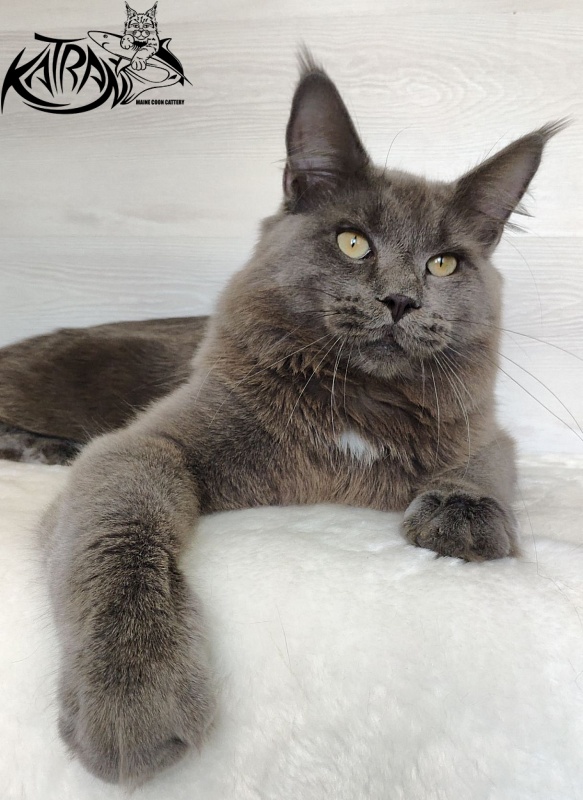 Katran Graf Grey - Junior maine-coon 9 months