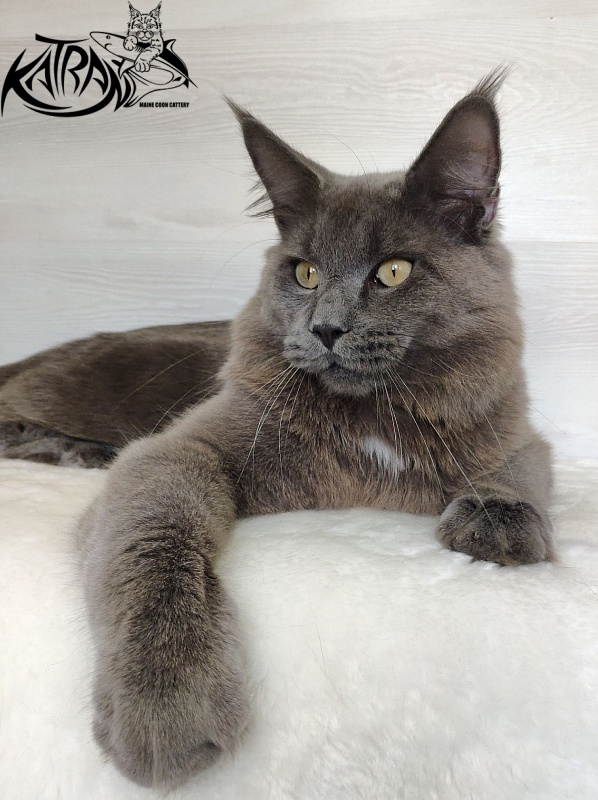 Katran Graf Grey - Junior maine-coon 9 months